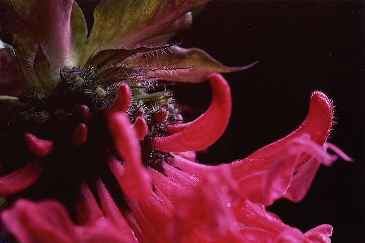 �x���K���b�g