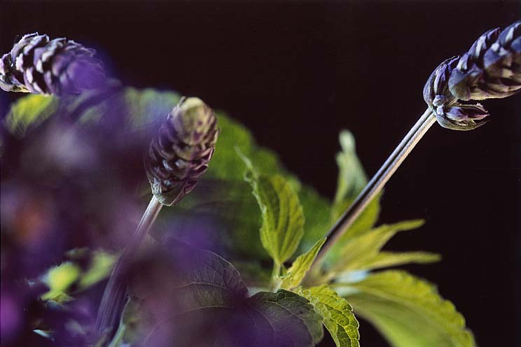 �u���[�Z�[�W