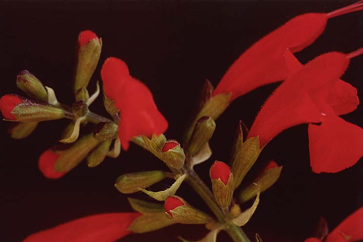 �`�F���[�Z�[�W