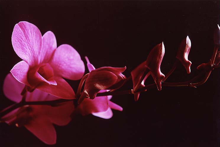 mini�f���t�@��