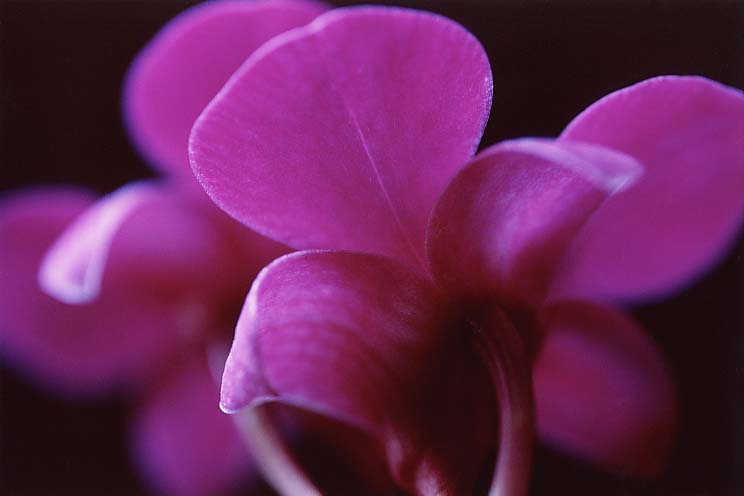 �f���t�@��