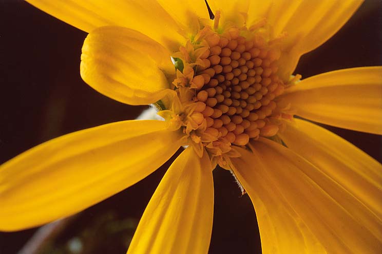 �����I�v�X�f�[�W�[