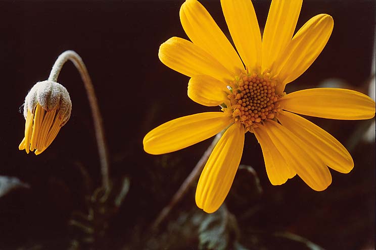 �����I�v�X�f�[�W�[