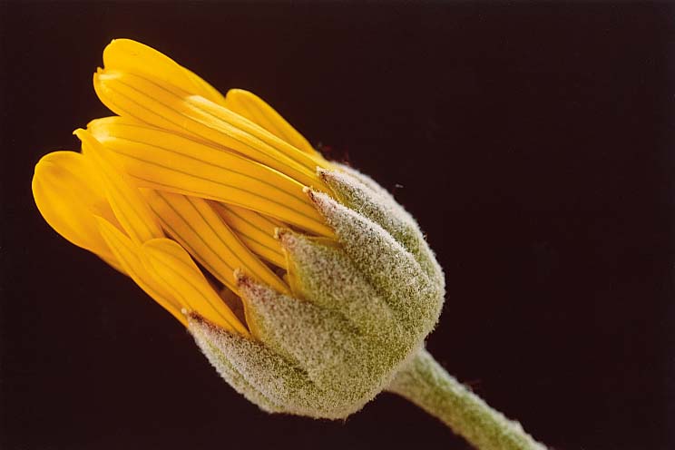 �����I�v�X�f�[�W�[