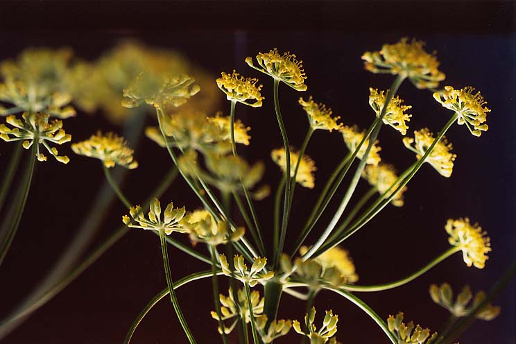 �t���[�����X�t�F���l��