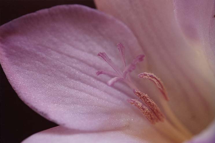 �t���[�W�A