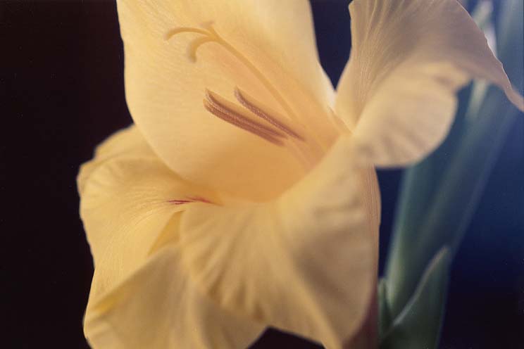 �O���W�I���X