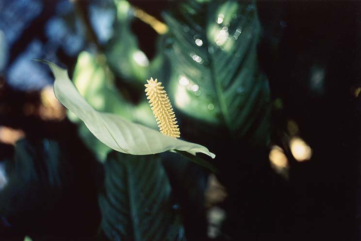 �X�p�V�t�B����