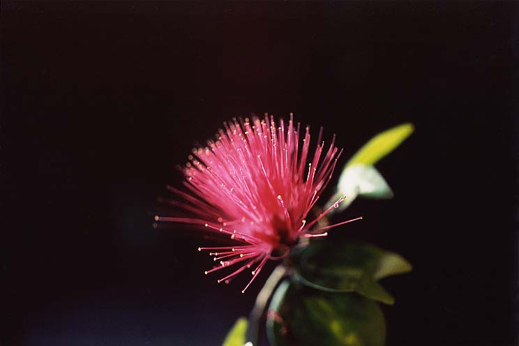 �J���A���h��