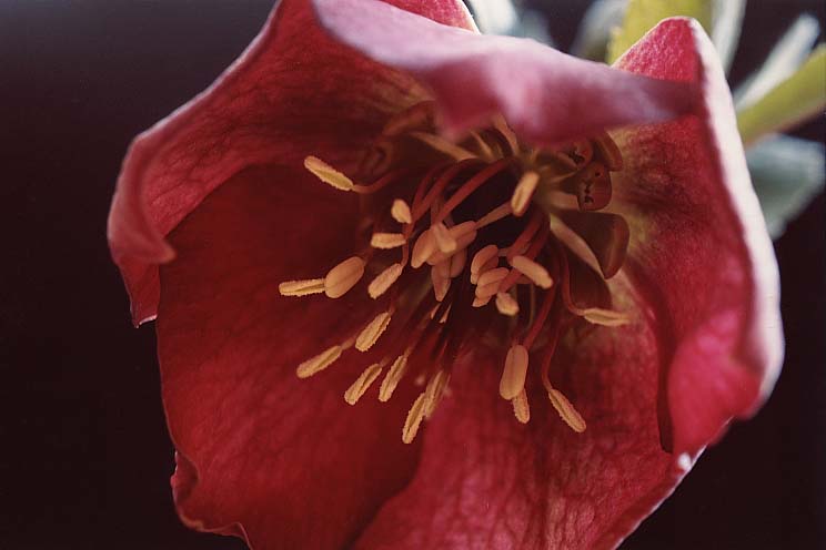 �N���X�}�X���[�Y