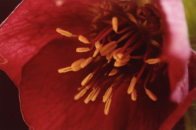 �N���X�}�X���[�Y