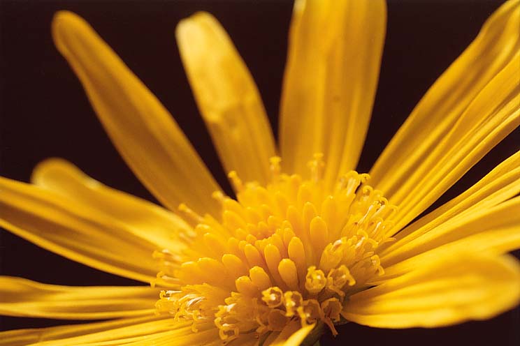 �}�[�K���b�g�R�X���X