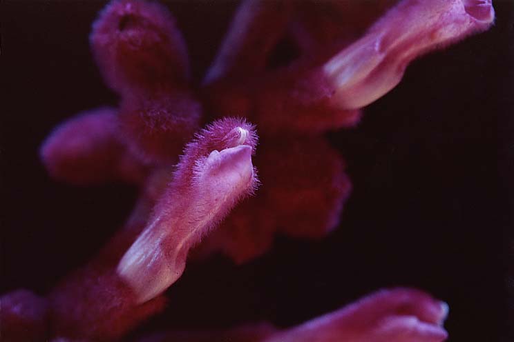 ���L�V�J���Z�[�W