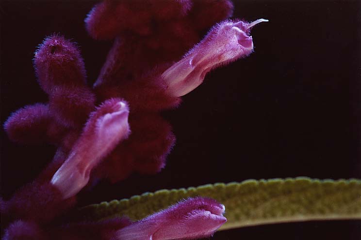 ���L�V�J���Z�[�W