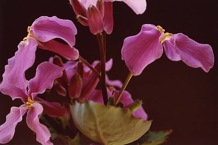 �����T�L�n�i�i