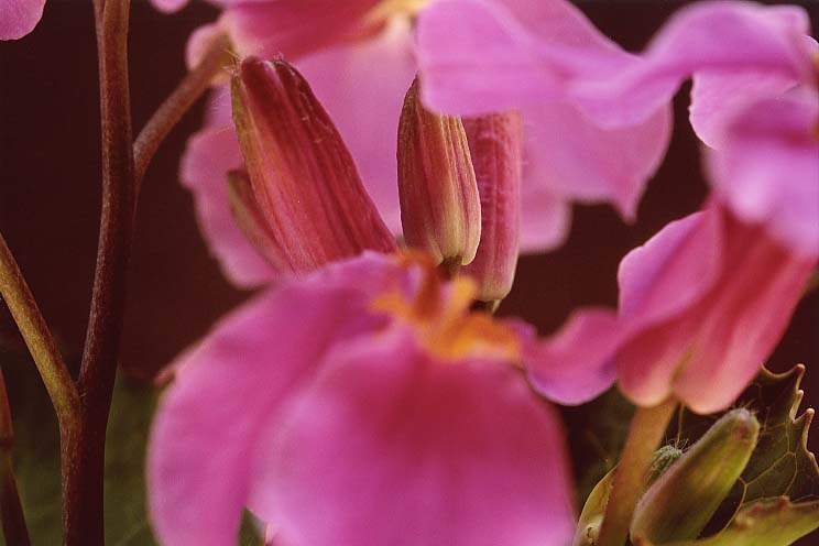 �����T�L�n�i�i