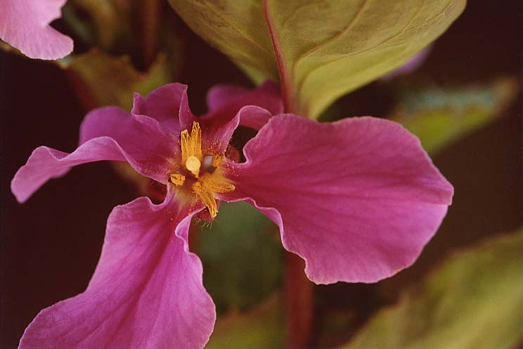 �����T�L�n�i�i