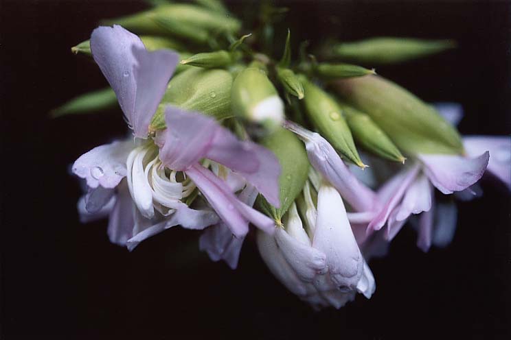 �\�[�v���[�g