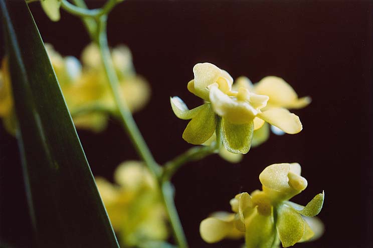 �I���V�W���[���P�C���z����