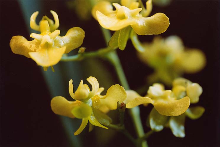 �I���V�W���[���P�C���z����