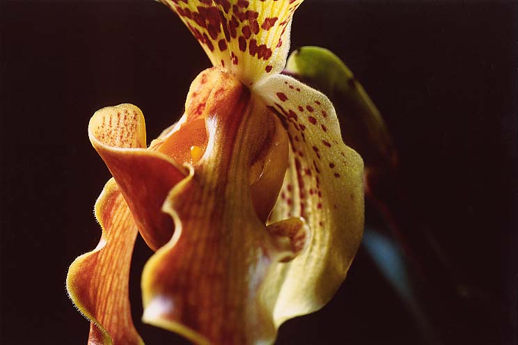 �p�t�B�I�y�f�B����