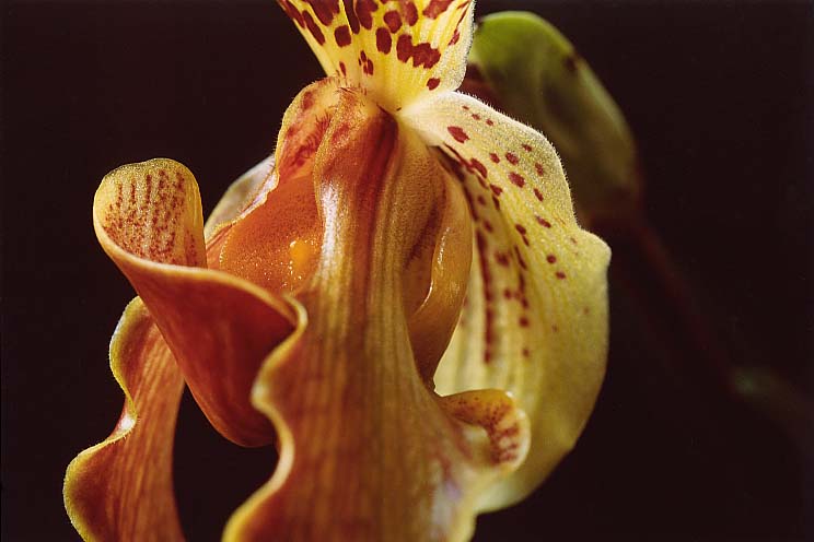 �p�t�B�I�y�f�B����