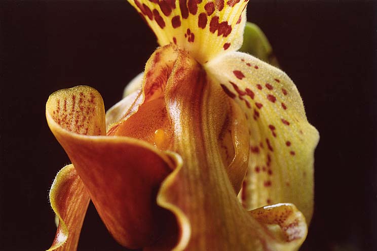 �p�t�B�I�y�f�B����