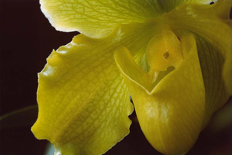 �p�t�B�I�y�f�B����