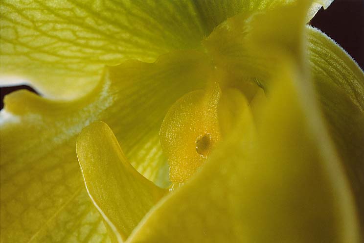 �p�t�B�I�y�f�B����