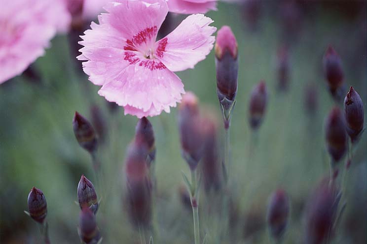 ���C�I�����b�N