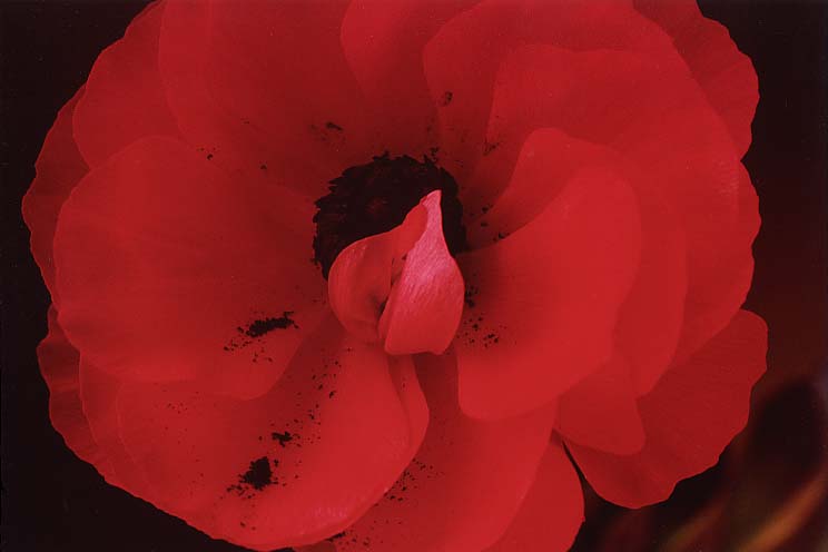 ���i���L�����X