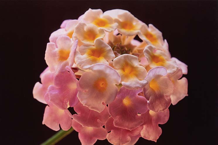 �����^�i