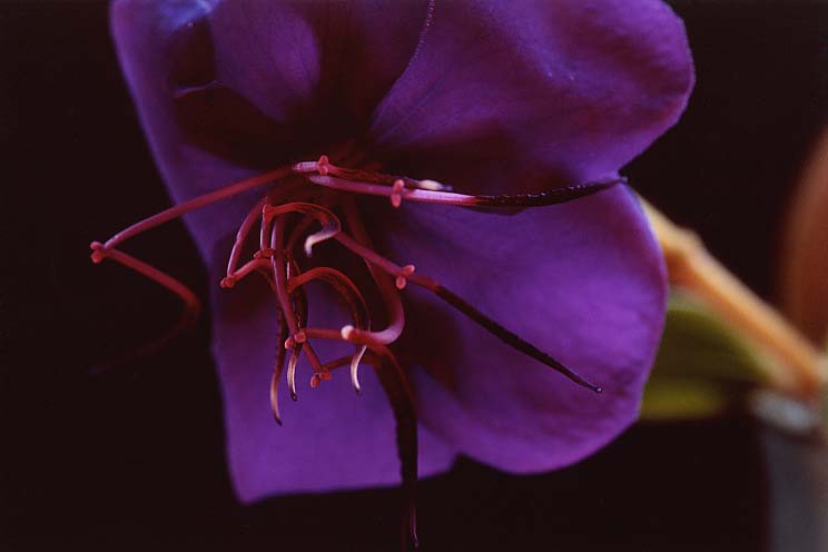 ������ڂ���