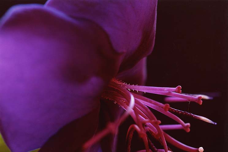 ������ڂ���