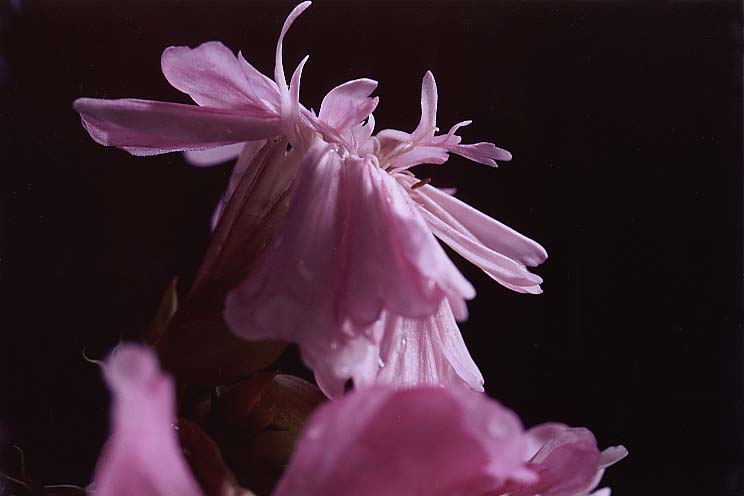 �\�[�v���[�g