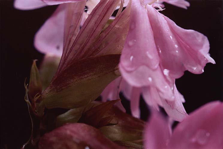 �\�[�v���[�g