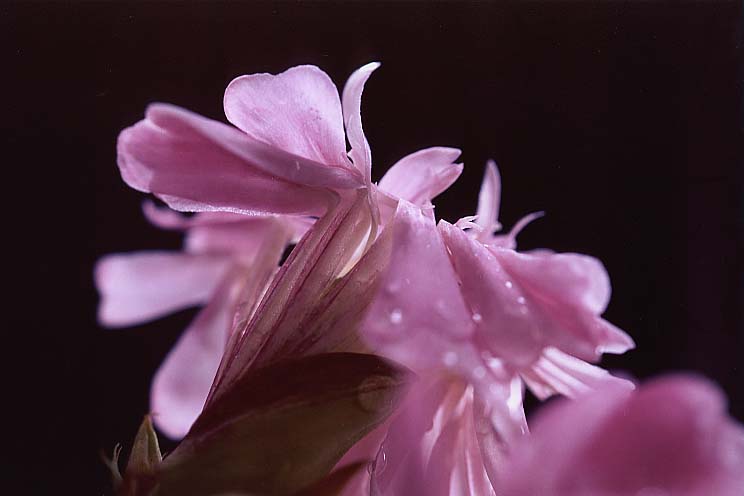 �\�[�v���[�g