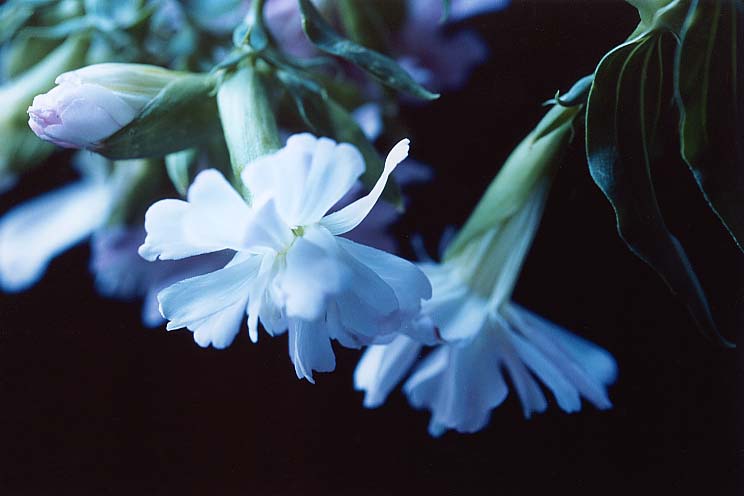 �\�[�v���[�g