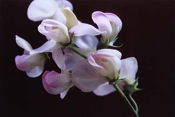 �X�C�[�g�s�[