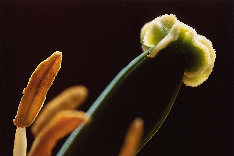 �`���[���b�v