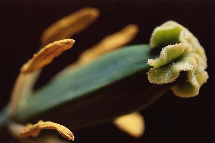 �`���[���b�v