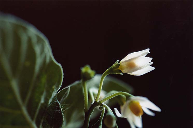 �C�k�z�I�Y�L