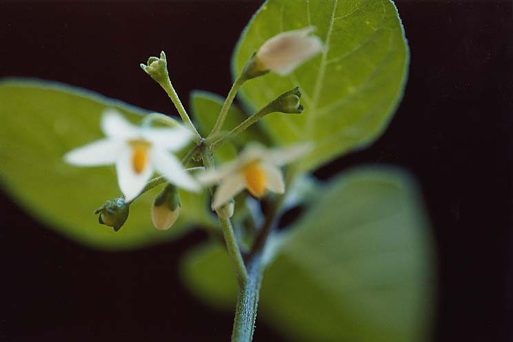 �C�k�z�I�Y�L