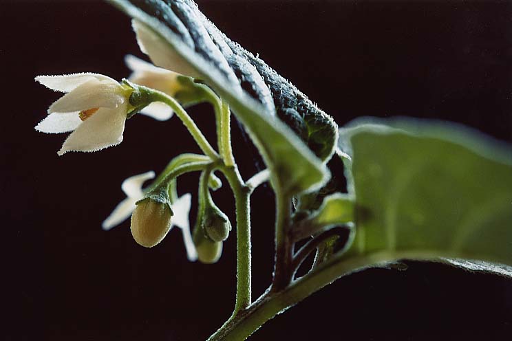 �C�k�z�I�Y�L