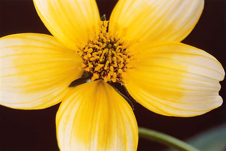 �E�B���^�[�R�X���X