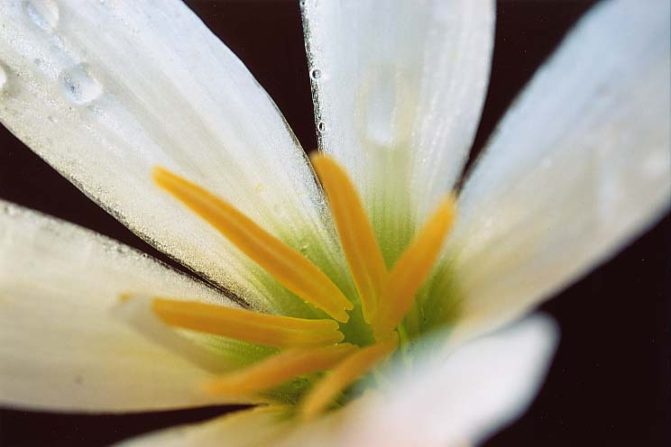 �[�t�B�����T�X