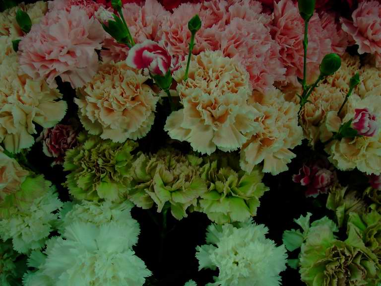 �t�����[�h�[���Q�O�O�R