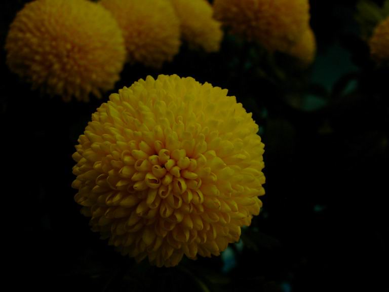 �t�����[�h�[���Q�O�O�R