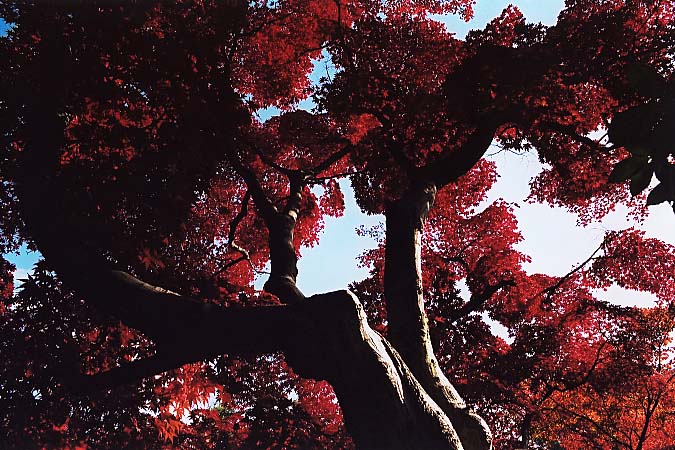 ��..���݂��܂�..�g�t