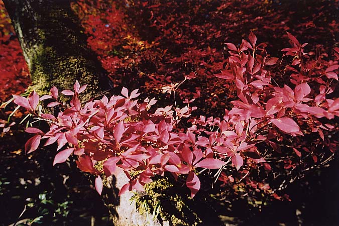 ��..���݂��܂�..�g�t